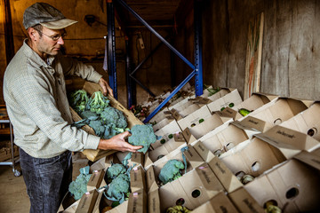 Farmer standing in a farm shop, arranging broccoli in cardboard boxes.