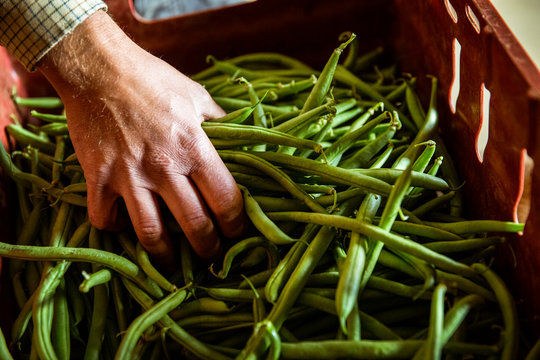 High angle close up of farmer holding bunch of fresh green beans.