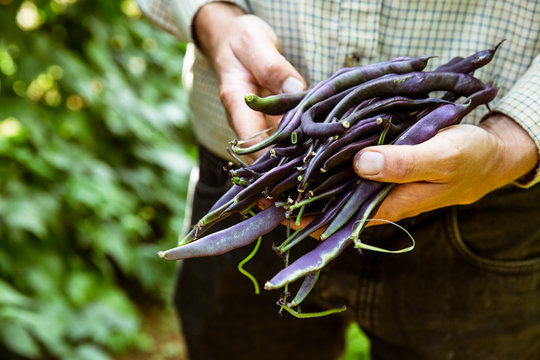 Close up of farmer holding a bunch of purple beans.