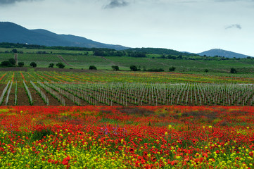 view of the field with young vineyards in the valley of the Crimea