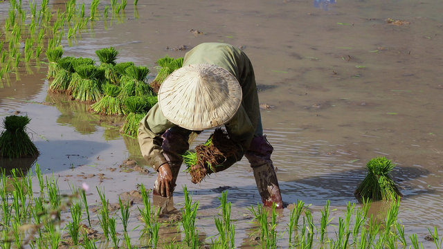 Laos - Reis Aussaat auf der Fahrt von Pakse nach Champasak