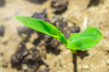 growing young corn