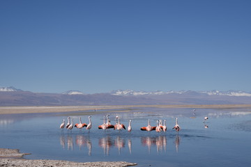 Fototapeta premium Flamingo - Atacama