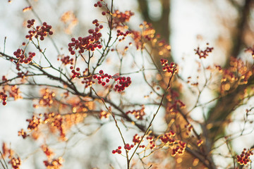 branch of a tree with red berries