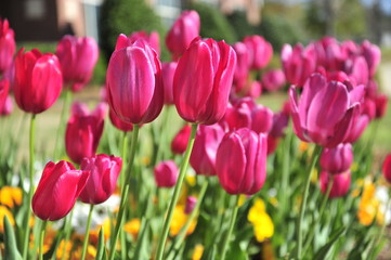 Pink tulips blooming in the Spring