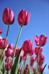 Pink tulips blooming in the Spring