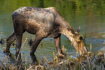 Bull Moose Grazing (Alces alces) in shallow lake water amongst reeds, Algonquin Provincial Park,...