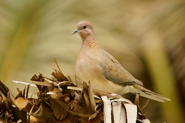 Laughing Dove / Streptopelia senegalensis