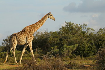 Tall adult giraffe walking in the African bush.
