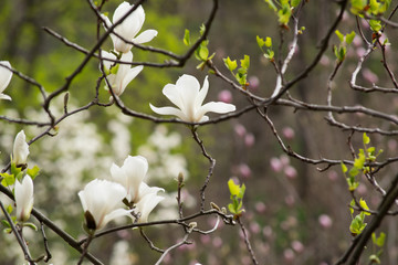 Mysterious spring background with white magnolia flowers