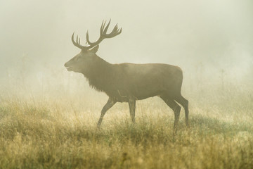 Naklejka na ściany i meble Red deer (Cervus elaphus) male stag in early morning mist during rutting season, United Kingdom