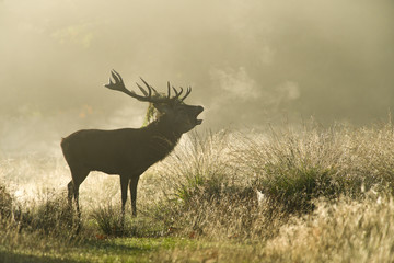 Red Deer (Cervus elaphus) Calling In Early Morning Light And Fog In Rutting Season, United Kingdom