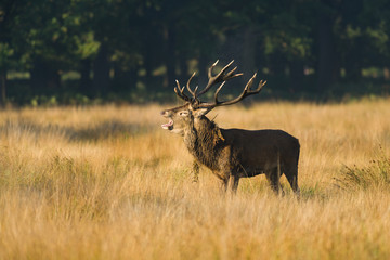 Naklejka na ściany i meble Red deer (Cervus elaphus) male stag calling in rutting season, United Kingdom