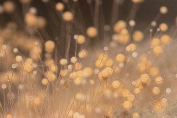 Rhizopus (bread mold) is a genus of common saprophytic fungi,Rhizopus (bread mold) under the...