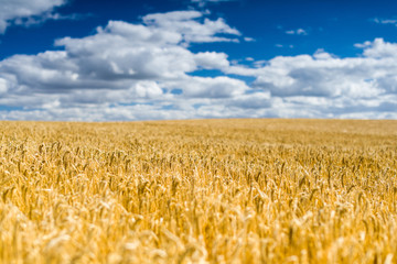 A golden wheat field on a sunny Summer day with light clouds on the horizon, UK