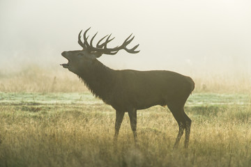 Red Deer (Cervus elaphus) Calling In Early Morning Light And Fog In Rutting Season, United Kingdom