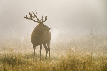 Red deer (Cervus elaphus) male stag in early morning mist during rutting season, United Kingdom