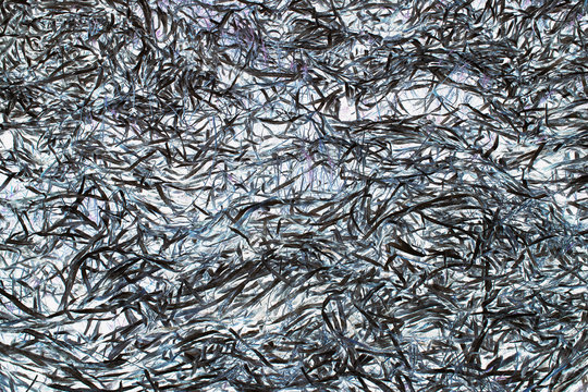 Detail of jumble of seagrasses, Drakes Estero, Point  Reyes National Seashore, California, USA.