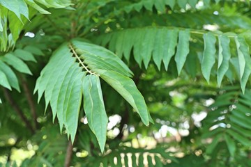 Gooseberry tree in tropical