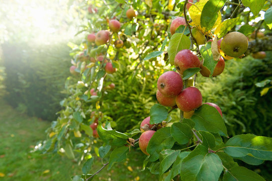 Red skinned apples on a tree in an orchard. 