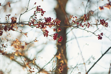 branch of a tree with red berries