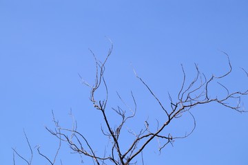 Pine tree in tropical