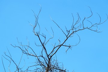 Pine tree in tropical