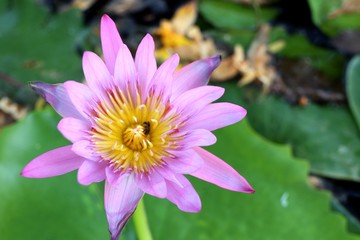 Fototapeta premium Beautiful lotus flowers in tropical