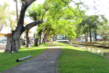 Walkway in the park