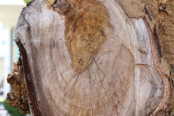 Cutting a tree stump