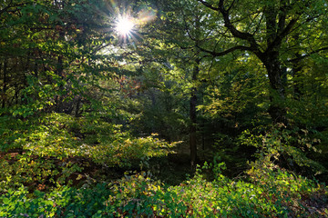 Rambouillet forest undergrowth inn summer season