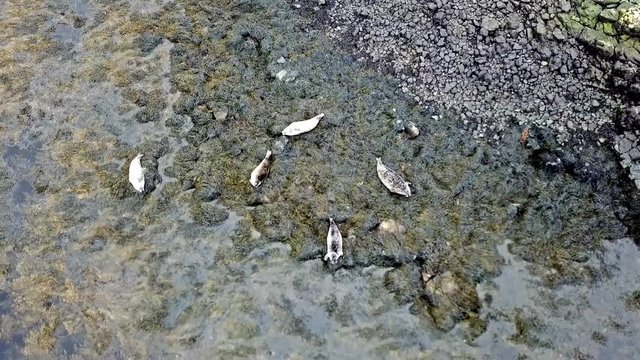 Aerial view of seal colony in Scotland - UK