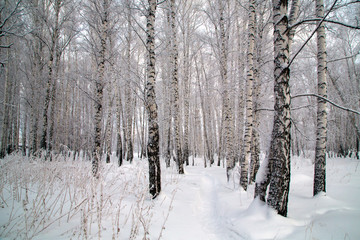 winter birch forest in Novosibirsk. the trees are covered with snow.