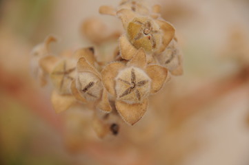 dry blossom