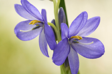 blue water hycinth flower