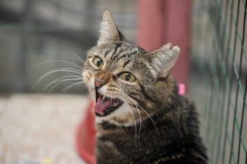 Cat show distribution of animals from the shelter