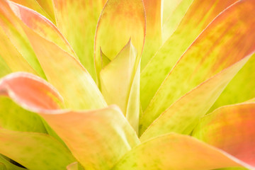 Fototapeta premium Orange and light green urn plant