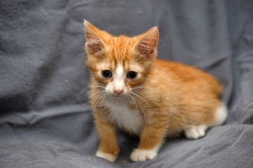 little red and white kitten on a gray background