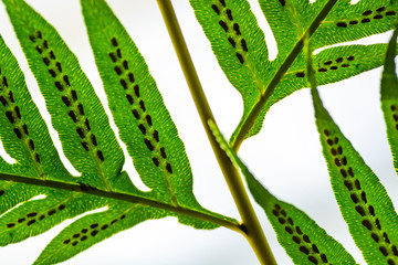 back of fern leaf