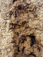 Termiten