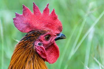 a rooster on the field