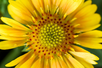 yellow gaillardia