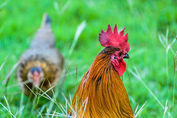rooster with hen on farm
