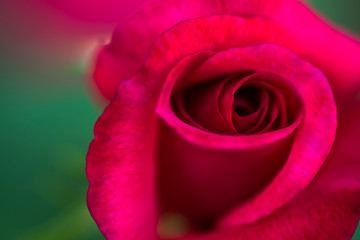 Fototapeta na wymiar Blooming red rose