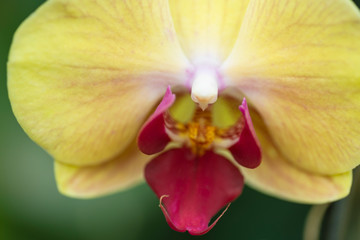 Fototapeta na wymiar closeup of pale orange hybrid moth orchid