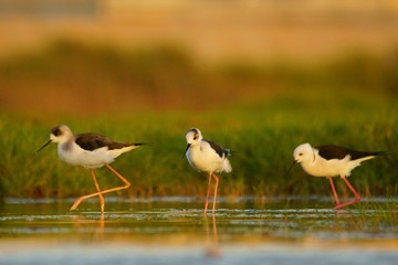 Obraz premium Birds feeding in water. Black-winged Stilt / Himantopus himantopus. Oman