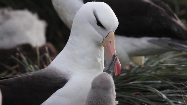 Black browed Albatross