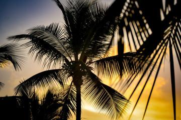 silhouette of palm tree at sunset