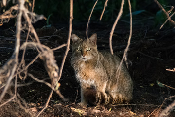 wild cat in natural habitat