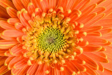 Centre of orange gerbera